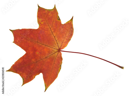 yellow maple leaves isolated on white background