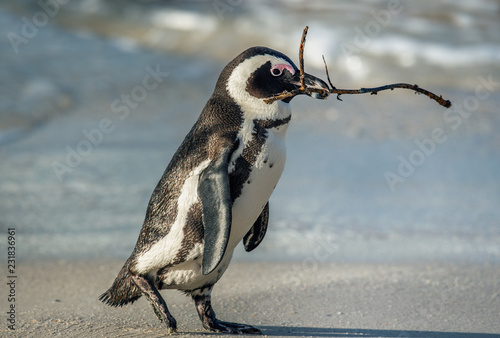 African penguin walk  on the sandy beach and carries a twig for building a nest. Nesting period. African penguin also known as the jackass penguin and black-footed penguin. Spheniscus demersus. photo