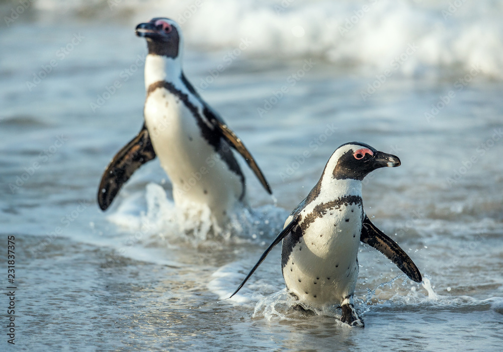 Obraz premium African penguins walk out of the ocean on the sandy beach. African penguin also known as the jackass penguin and black-footed penguin. Sciencific name: Spheniscus demersus. South Africa.