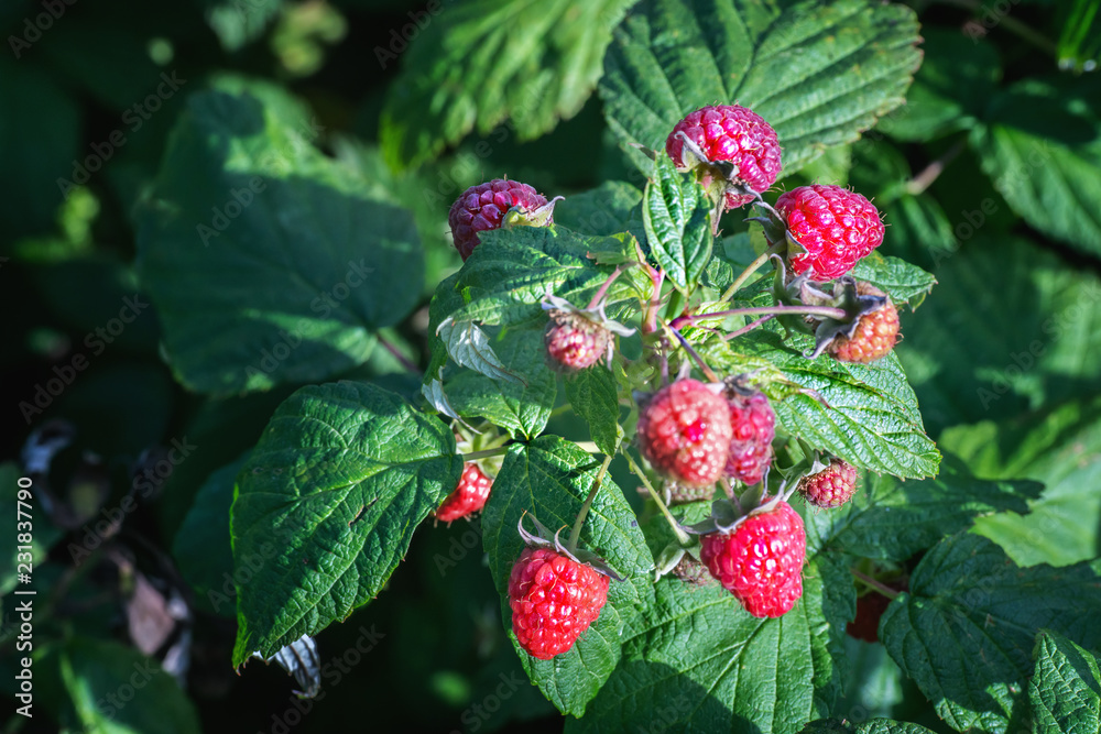Raspberry shrub in autumn Raspberry shrub in autumn