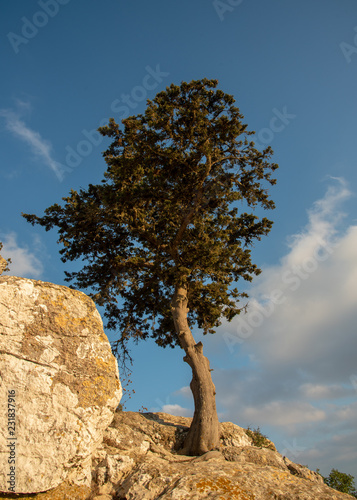 Lonely pine tree at the edge of a rocky surface