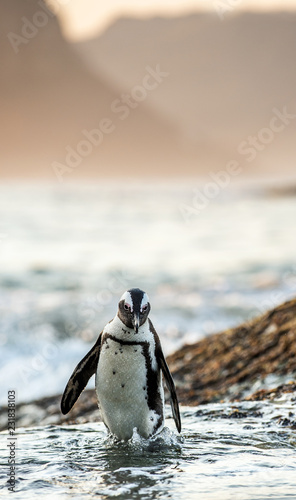 African penguin on the coast at sunset twilight. African penguin ( Spheniscus demersus) also known as the jackass penguin and black-footed penguin. Boulders colony. Cape Town. South Africa