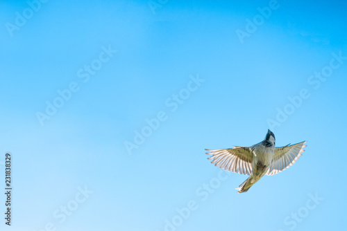 flying great tit © denboma