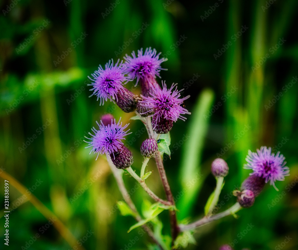 Fototapeta premium thistle in the morning light