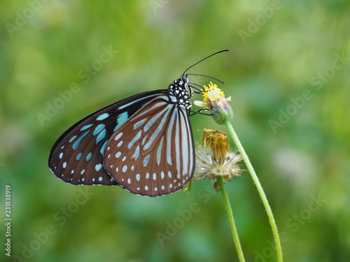 Dark Blue Glassy Tiger is a butterfly with blue and black color. On a white grass flower Natural background blur In soft green It is a beautiful insect with the scientific name of Ideopsis vulgaris. photo