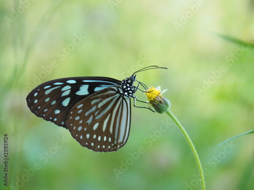 Dark Blue Glassy Tiger is a butterfly with blue and black color. On a white grass flower Natural background blur In soft green It is a beautiful insect with the scientific name of Ideopsis vulgaris. © Thongchai