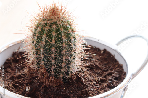 Different cactus in pots.