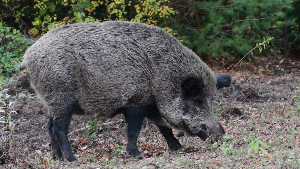 Wild boar female search feed in the forest, autumn, (sus scrofa), germany Wild boar female search feed in the forest, autumn, (sus scrofa), germany