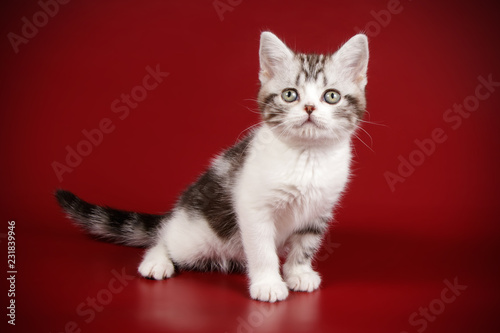 American shorthair cat on colored backgrounds