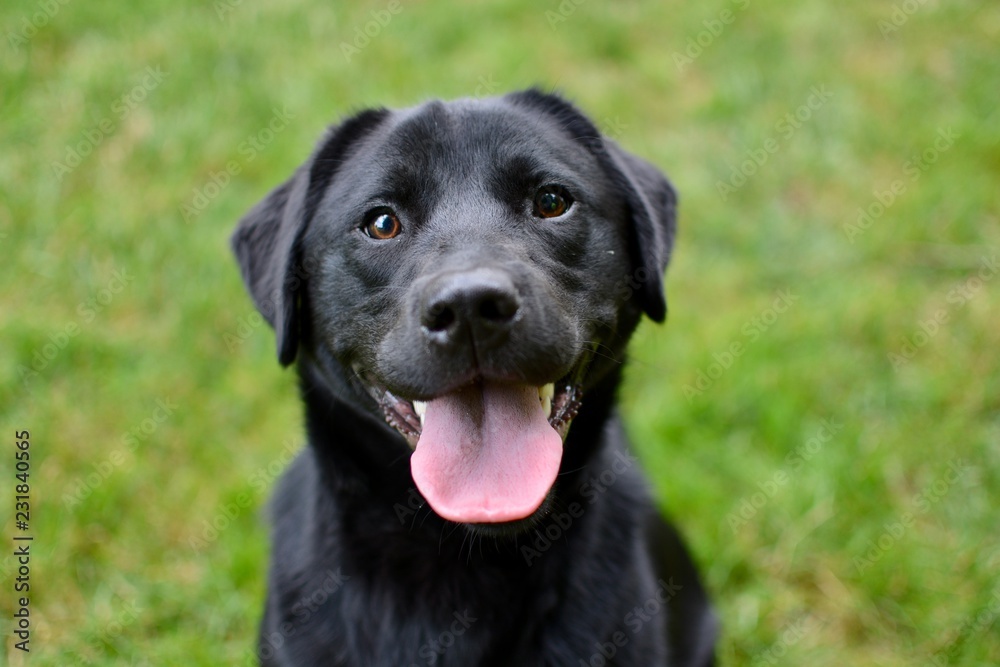 Portrait of a Dog