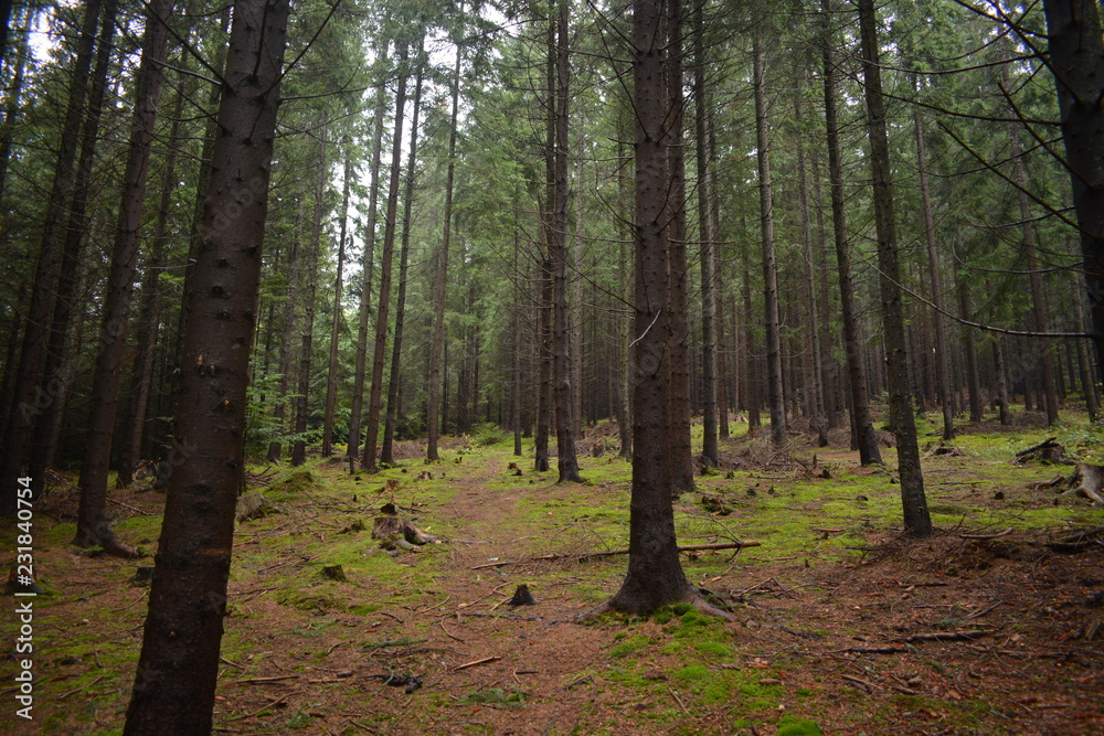 Trees in the Forest Trees in the Forest