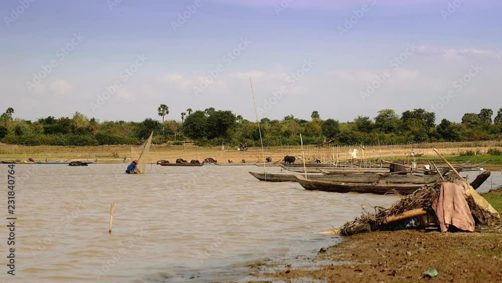 Prawn fisherman catching shrimp with a lave net fishing in a lake while a herd of buffaloes goes out the water as backdrop Prawn fisherman catching shrimp with a lave net fishing in a lake while a herd of buffaloes goes out the water as backdrop
