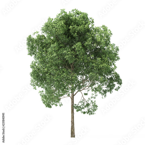 Alder. Tree isolated on white background. 3D rendering. photo