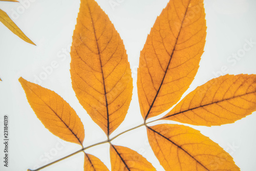 Botany. Leaf texture. Macro leaves background texture.