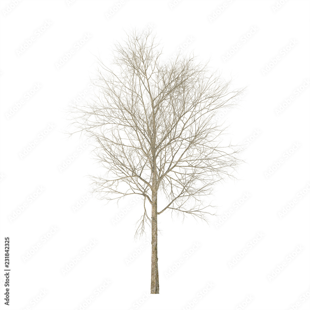 Dry wood. Isolated on white background. 3D rendering. Dry wood. Isolated on white background. 3D rendering.