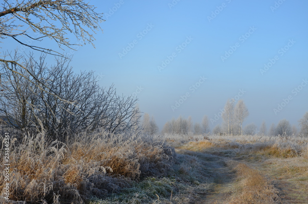 Fototapeta premium trees in winter