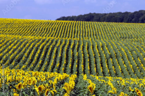 Fototapeta Naklejka Na Ścianę i Meble -  Rows of sunflowers on the field. Agriculture landscape. Selective focus.