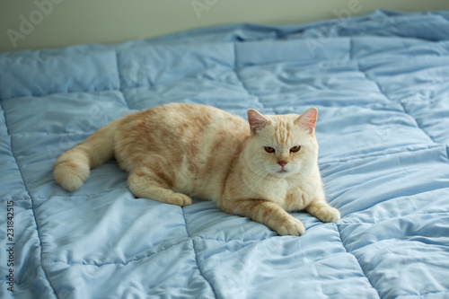 Yellow cat on bed with blue blanket