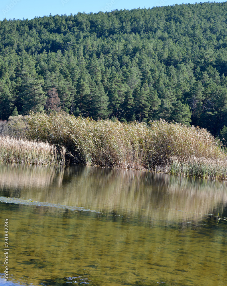 Obraz premium lake in forest