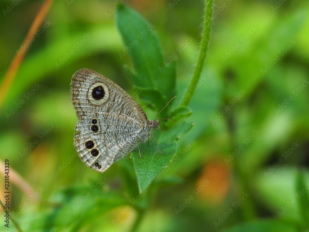 Common Fiver-ing is a Butterfly with brown And the dots look like eyes. On the green leaf Natural background blur In soft green It is a beautiful insect like to eat grass Or low shrubs Common Fiver-ing is a Butterfly with brown And the dots look like eyes. On the green leaf Natural background blur In soft green It is a beautiful insect like to eat grass Or low shrubs