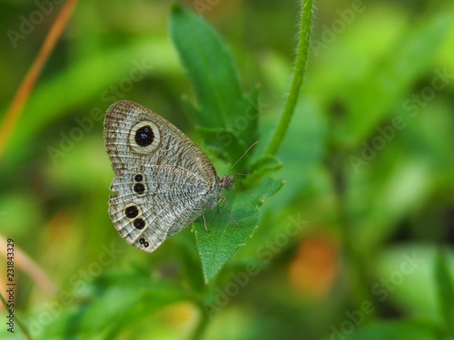 Common Fiver-ing is a Butterfly with brown And the dots look like eyes. On the green leaf Natural background blur In soft green It is a beautiful insect like to eat grass Or low shrubs