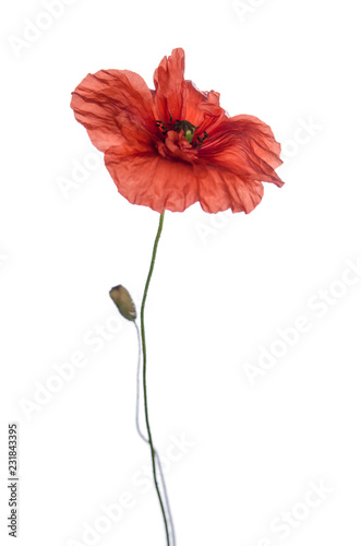 Fototapeta Naklejka Na Ścianę i Meble -  red poppy isolated on white background