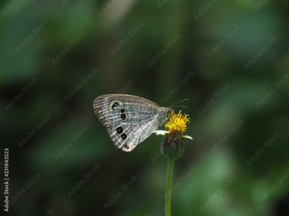 Common Fiver-ing is a Butterfly with brown And the dots look like eyes. On the green leaf Natural background blur In soft green It is a beautiful insect like to eat grass Or low shrubs Common Fiver-ing is a Butterfly with brown And the dots look like eyes. On the green leaf Natural background blur In soft green It is a beautiful insect like to eat grass Or low shrubs