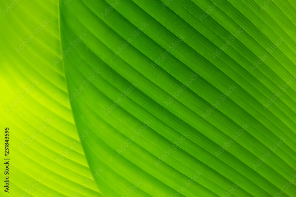 Green banana leaf background Green banana leaf background