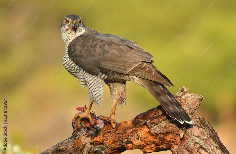 Fototapeta premium Azor posado en el tronco de un árbol