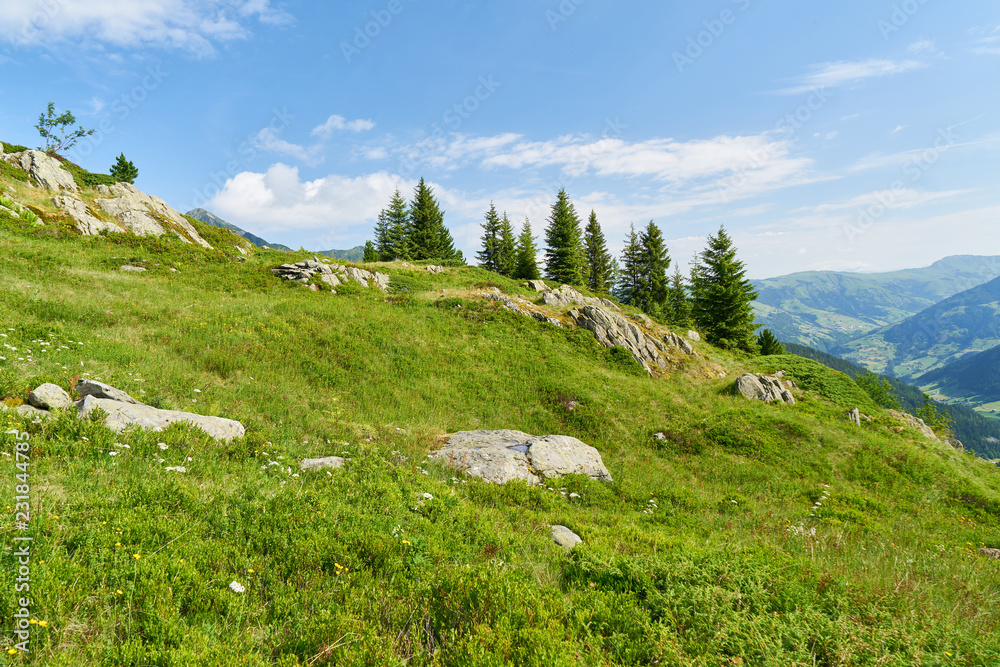 Fototapeta premium Landschaft in den Alpen mit Tannen und Himmel