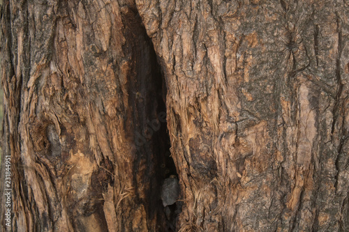 bark of a tree © Ivan