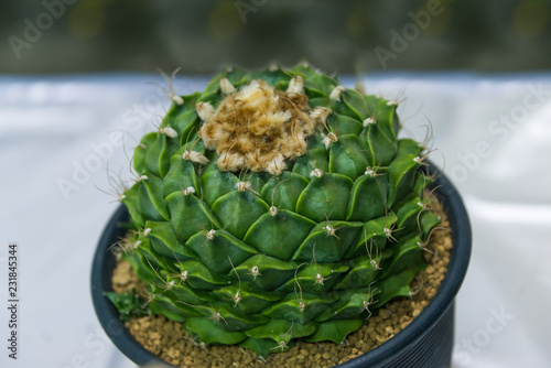 Orbregonia Denegrii cactus planted on pot the popular cultivated as an ornamental plant interior decoration in house and office business photo
