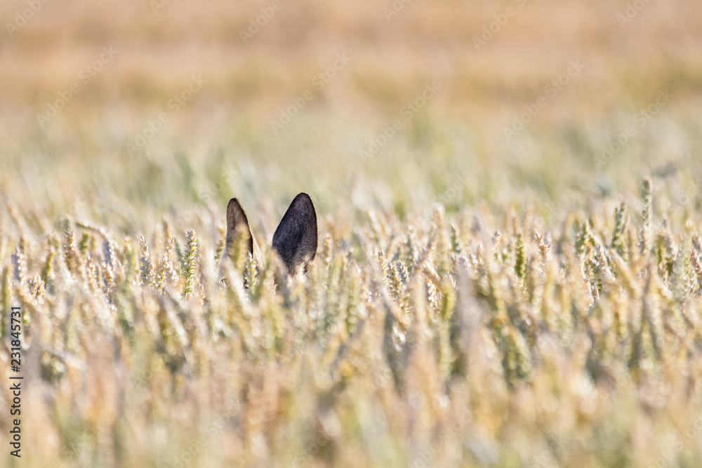 Obraz premium Ears of a roe deer standing in a field