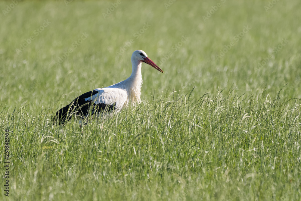 White Stork looking for food in a meadow