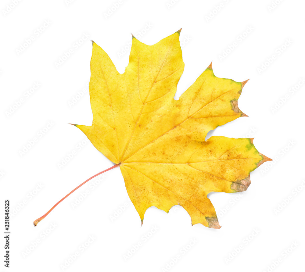 Color autumn leaf on white background Color autumn leaf on white background