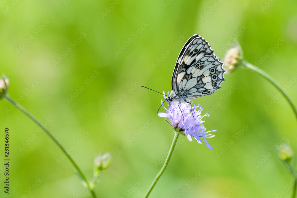 Obraz premium Marbled white butterfly on a flower