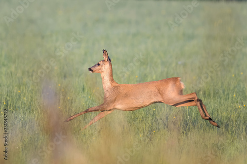 Roe deer running in a meadow