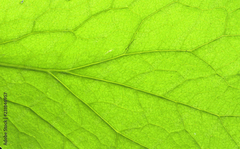 Abstract green leaf texture for background Abstract green leaf texture for background