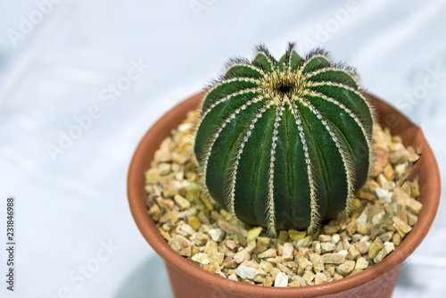 Uebelmannia Pectinifera cactus planted on pot the popular cultivated as an ornamental plant interior decoration in house and office business.. photo
