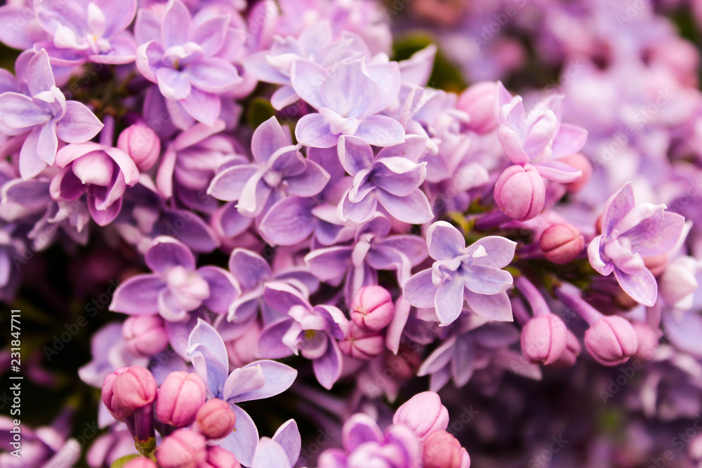 pink flowers in the garden