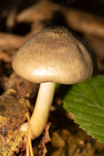 Shield mushroom macro 5 photo