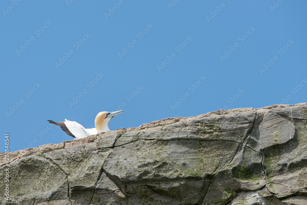 one lone gannet sitting on the edge of a cliff one lone gannet sitting on the edge of a cliff