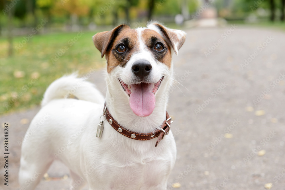 Cute funny dog outdoors Cute funny dog outdoors
