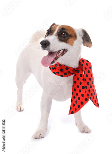 Cute funny dog with scarf on white background