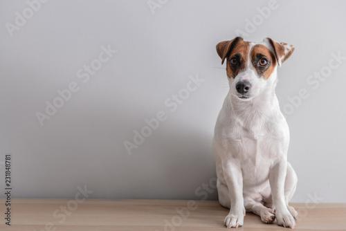 Cute funny dog near white wall