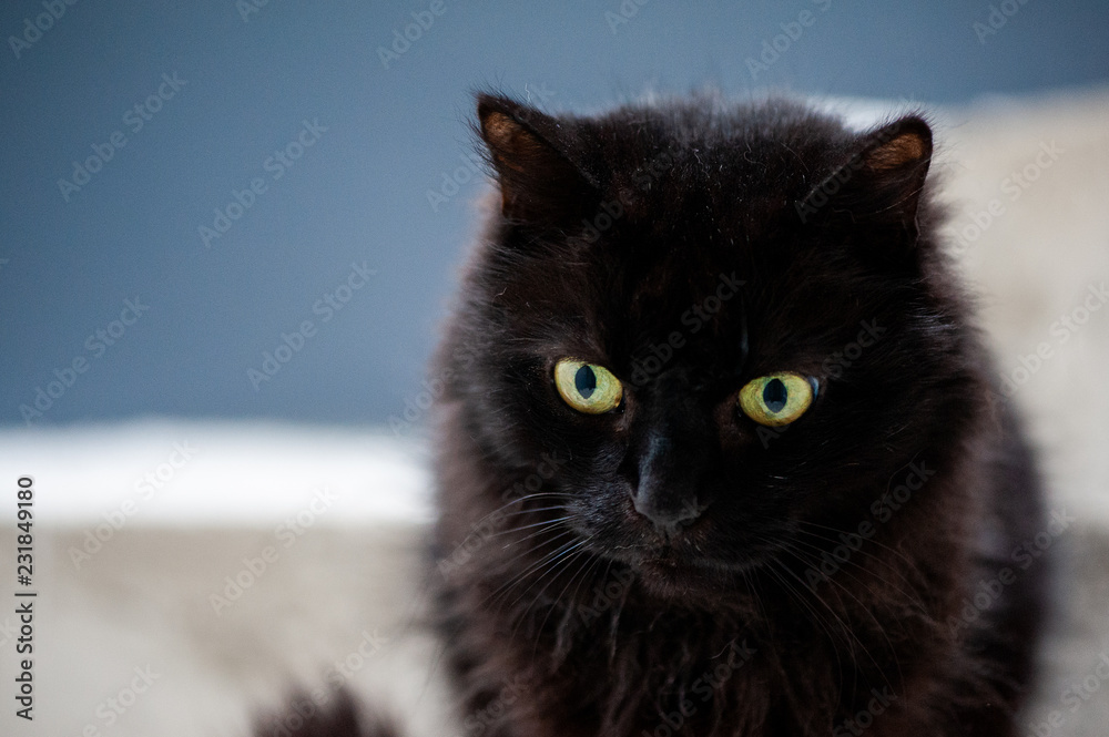Portrait de chat noir