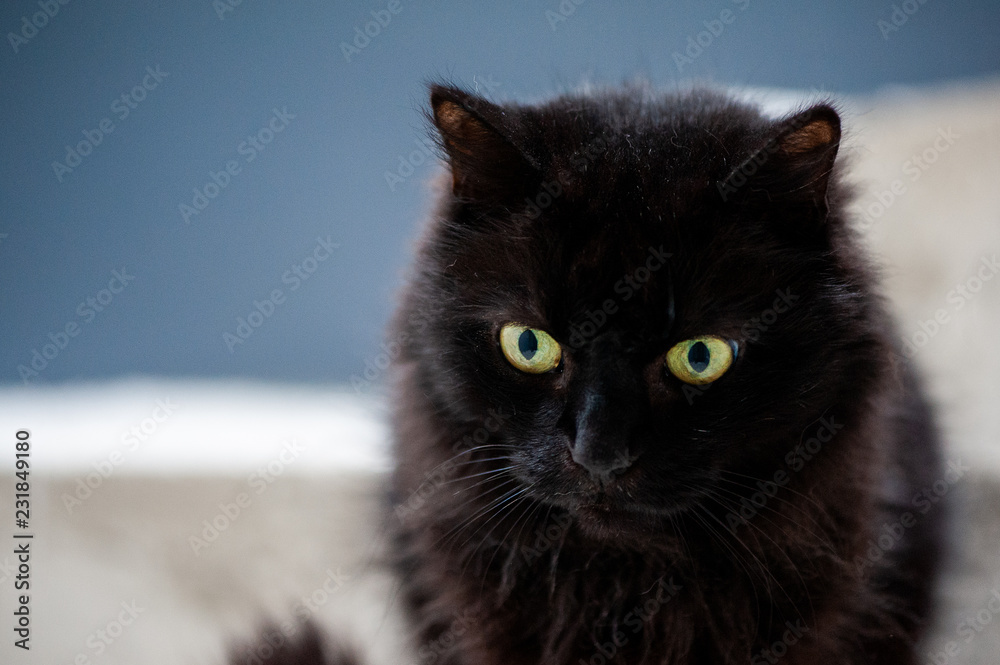 Portrait de chat noir Portrait de chat noir