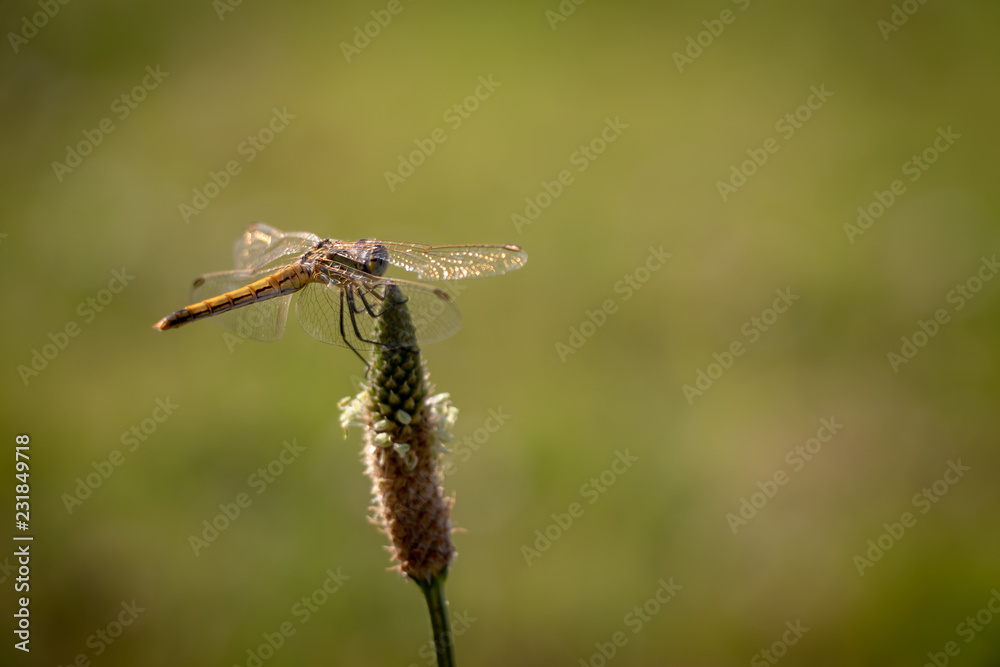 Dragonfly resting on top of a flower with a beautiful green background Dragonfly resting on top of a flower with a beautiful green background