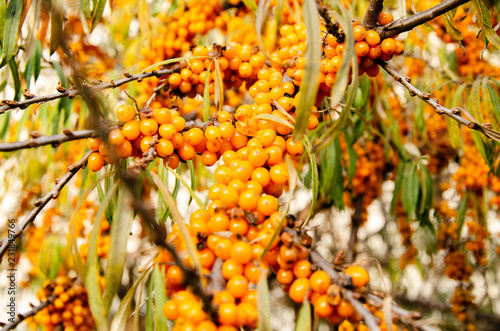 Harvested sea buckthorn on a branch.