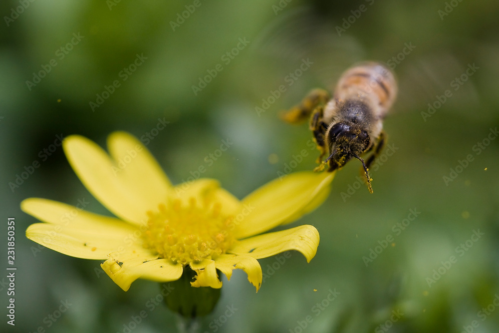 Bee flying from a flower Bee flying from a flower
